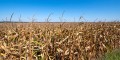 Rolnicy, którzy ponieśli straty w uprawach spowodowane niekorzystnymi zjawiskami atmosferycznymi mogą składać wnioski o pomoc